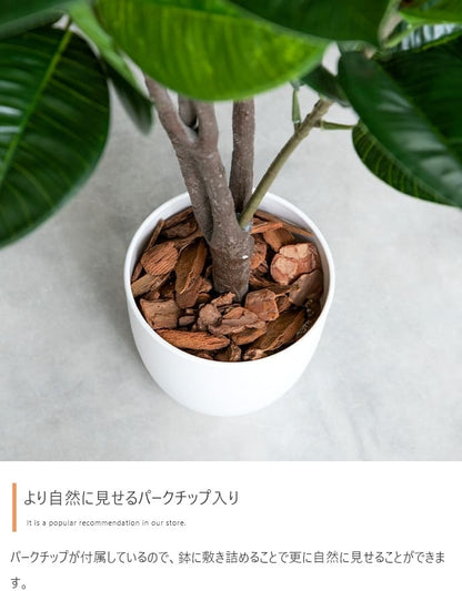 観葉植物 フェイクグリーン 光触媒 ゴムの木 高さ95cm