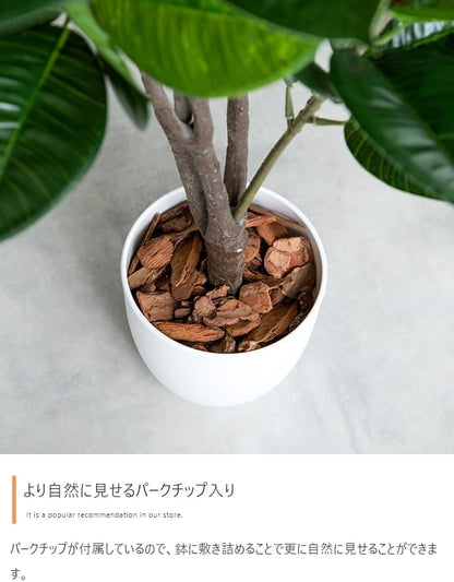 観葉植物 フェイクグリーン 光触媒 カポック 高さ90cm