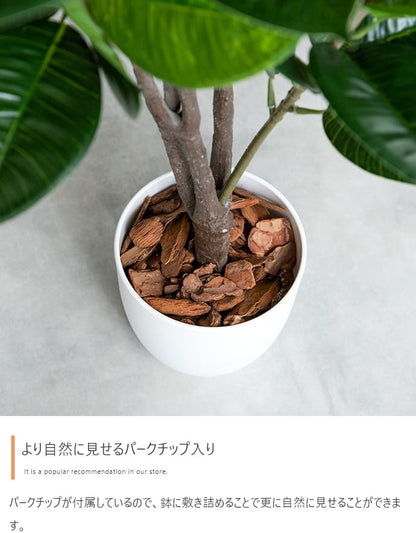 観葉植物 フェイクグリーン 光触媒 高さ125cmタイプ