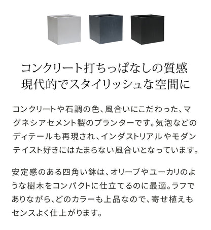 プランター 打ちっぱなしコンクリート質感 50x50cm スタイリッシュ モダン