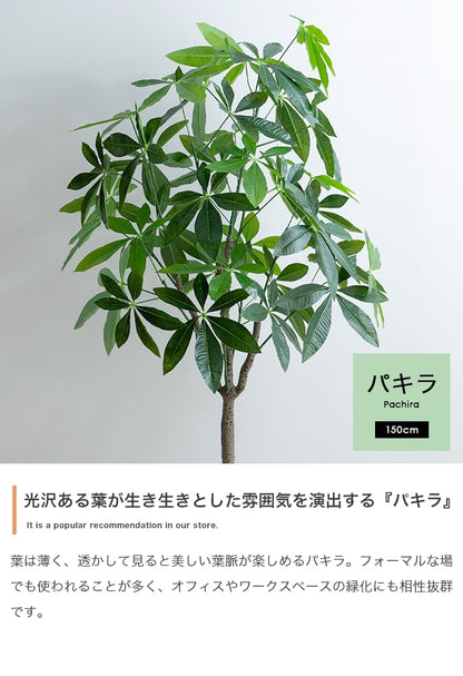 大型サイズ 観葉植物 フェイクグリーン 光触媒 パキラ 高さ150cm