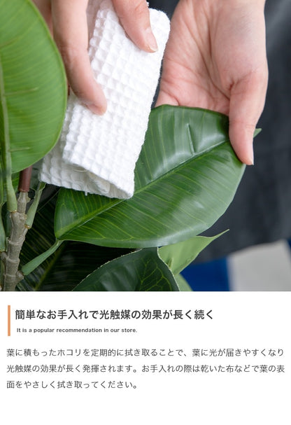 大型サイズ 観葉植物 フェイクグリーン 光触媒 高さ150cmタイプ