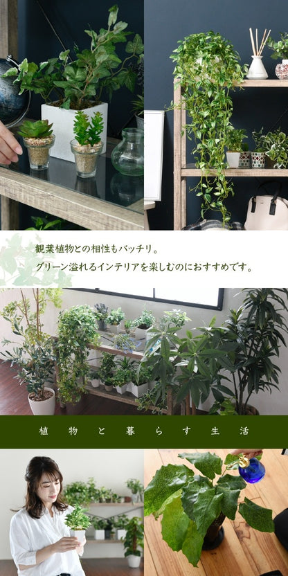 3段ガラスラック 観葉植物 フラワースタンド 古木風 アンティークテイスト